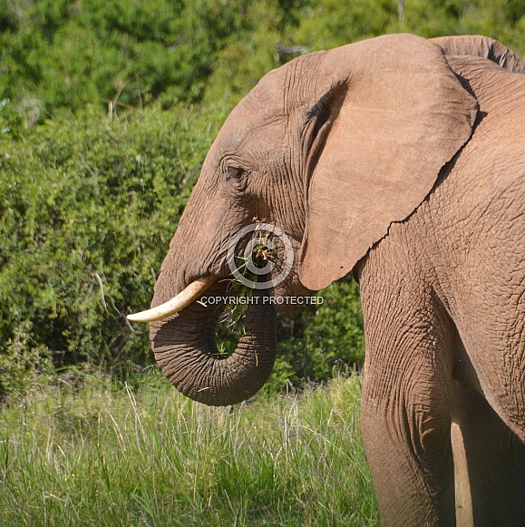 A Quick Snack. African Elephant