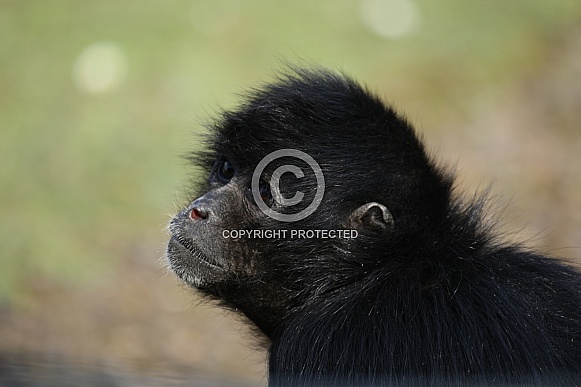 Spider Monkey Spider Monkey