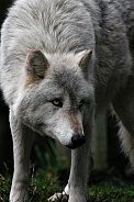 Grey Wolf-The Wathcer