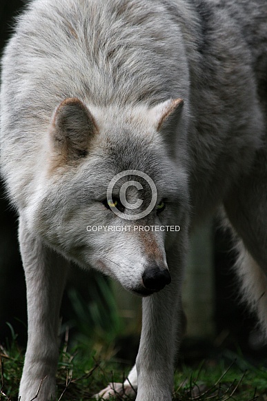 Grey Wolf-The Wathcer Grey Wolf-The Wathcer