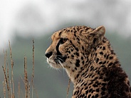 Cheetah