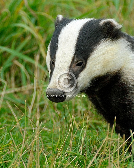 badger badger