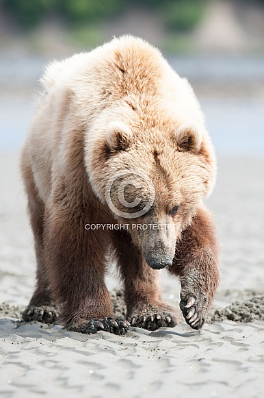 Wild Alaskan brown bear on a beach