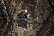Mandarin Duck-Mandarin Camouflage