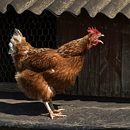 Chicken (hen)