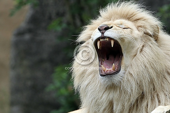 Afr. White Lion