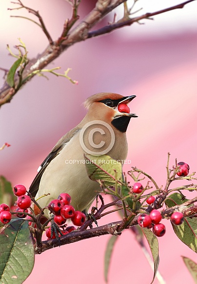 Waxwing