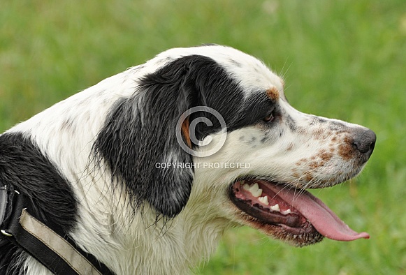 Porcelaine/ Bernese Mountain Dog Hybrid