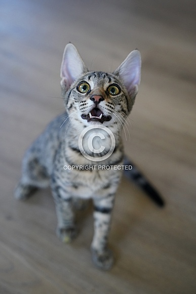Savannah Cat