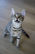 Savannah Cat