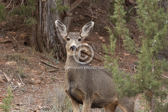 Mule Deer