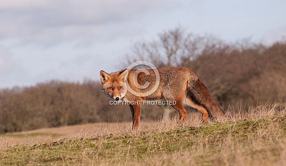 Red Fox