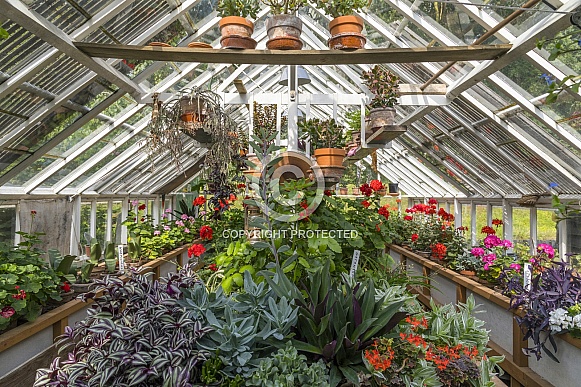 Plants and flowers in a greenhouse.