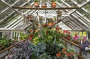 Plants and flowers in a greenhouse.