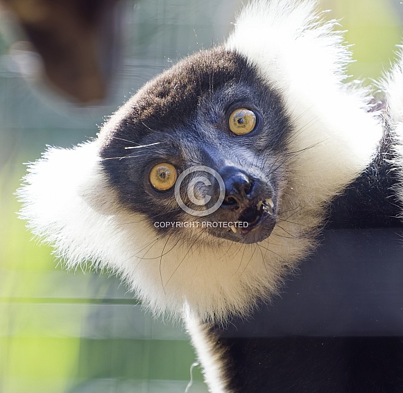 Lemur