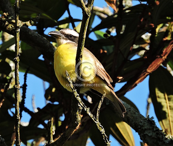 Kiskadee Kiskadee
