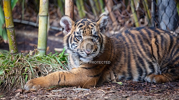 Tiger cub in the shade Tiger cub in the shade