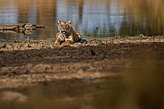 Beautiful tiger in the nature habitat. Tiger pose in amazing light. Wildlife scene with wild animal. Indian wildlife. Indian tiger. Panthera tigris tigris.