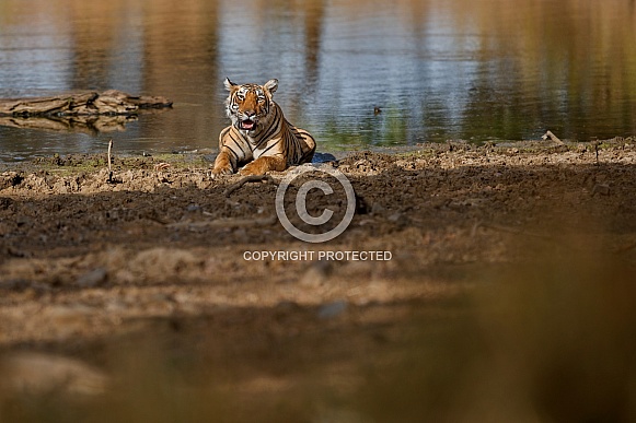 Beautiful tiger in the nature habitat. Tiger pose in amazing light. Wildlife scene with wild animal. Indian wildlife. Indian tiger. Panthera tigris tigris.