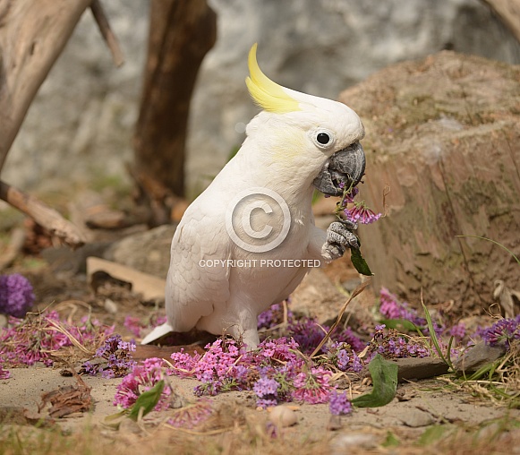 Yellow Crested Cockatoo
