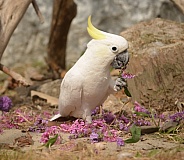 Yellow Crested Cockatoo
