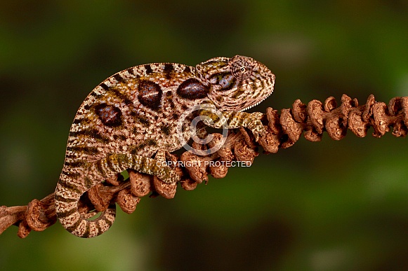 Chameleon Chameleon