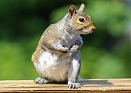 Squirrel