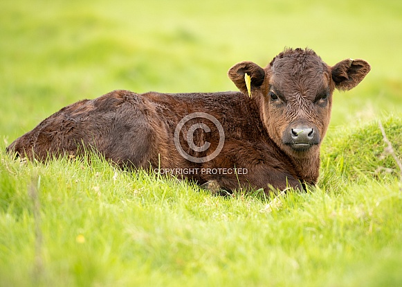 Dexter Calf Dexter Calf