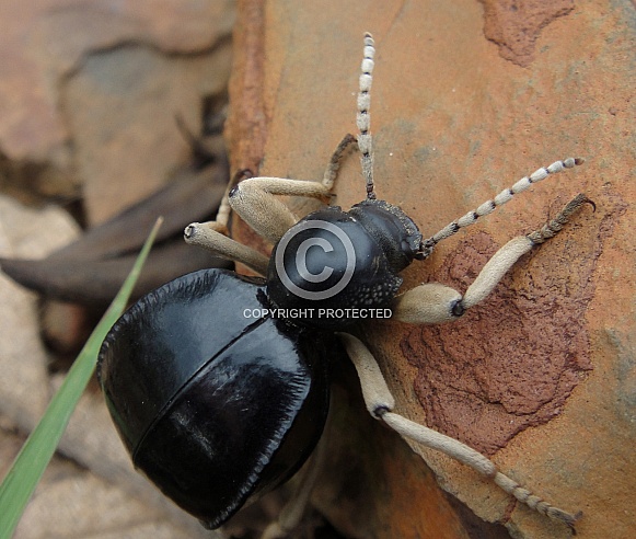 South African Tok Tok Beetle South African Tok Tok Beetle