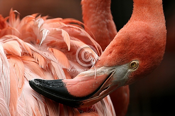 Great flamingo