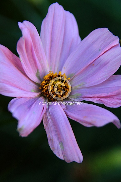 Pink Cosmos Pink Cosmos
