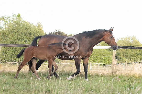 Bay Mare and filly Foal
