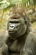 Western Lowland Gorilla (Gorilla Gorilla Gorilla)