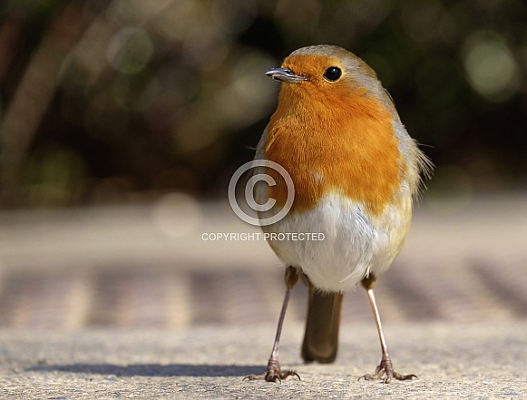 Robin