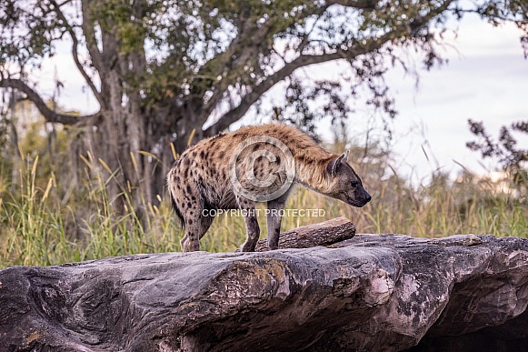Hyena Hyena