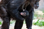 Chimpanzee Baby