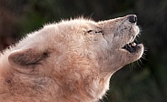 Howling Arctic Wolf Close Up