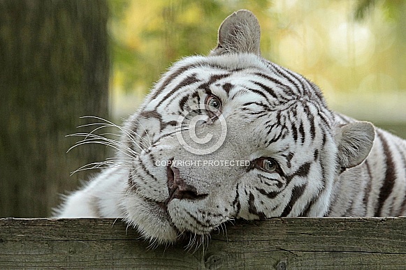White Tiger White Tiger
