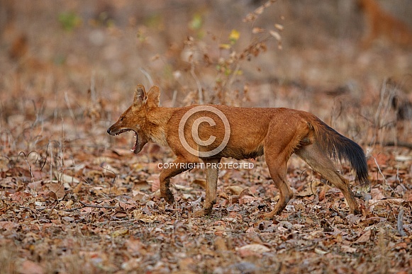Indian wild dog pose in the nature habitat
