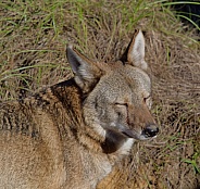 Red Wolf