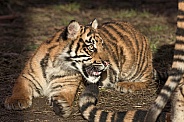 Sumatran Tiger Cub