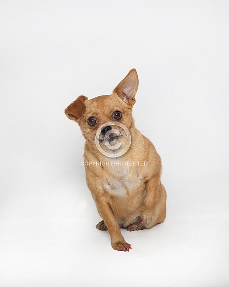 Chihuahua on white for a portrait