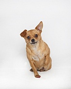 Chihuahua on white for a portrait
