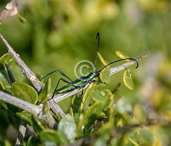 Common Metallic Longhorn Common Metallic Longhorn