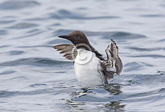 Guillemot Guillemot