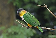 White bellied Parrot