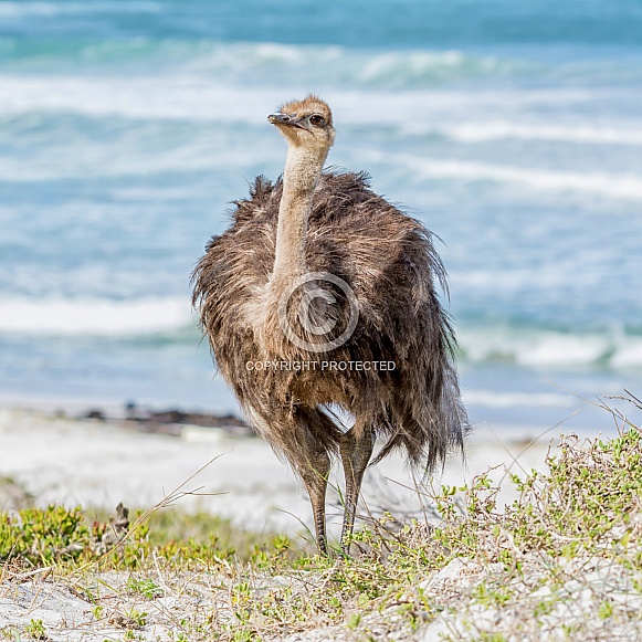 Juvenile Ostrich