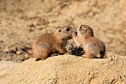 Black-tailed prairie dog (Cynomys ludovicianus)