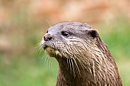 Short Clawed Otter