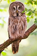 Great grey owl perched